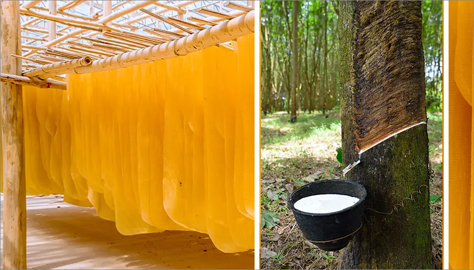 Production de caoutchouc naturel pour la mode en latex Des mâts en caoutchouc naturel sont suspendus sur des supports pour sécher, tandis qu'un gobelet noir recueille le latex issu du processus de fabrication d'une plantation d'hévéas.
